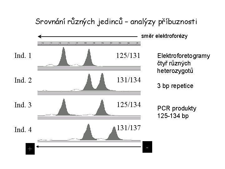 Srovnání různých jedinců – analýzy příbuznosti směr elektroforézy Ind. 1 125/131 Ind. 2 131/134