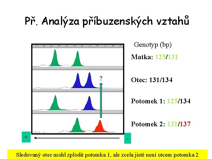 Př. Analýza příbuzenských vztahů Genotyp (bp) Matka: 125/131 ? Otec: 131/134 Potomek 1: 125/134