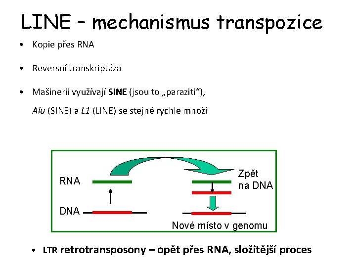 LINE – mechanismus transpozice • Kopie přes RNA • Reversní transkriptáza • Mašinerii využívají