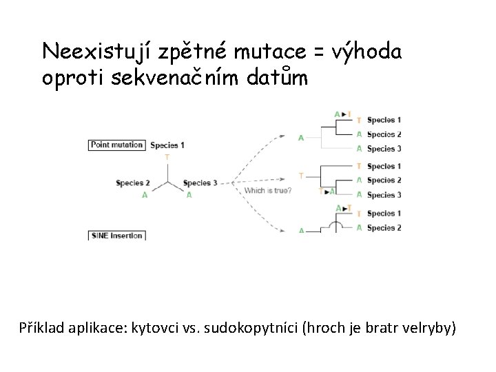 Neexistují zpětné mutace = výhoda oproti sekvenačním datům Příklad aplikace: kytovci vs. sudokopytníci (hroch