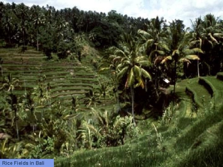 Rice Fields in Bali 