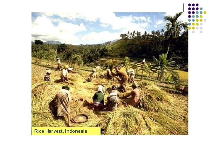 Rice Harvest, Indonesia 