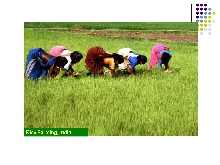 Rice Farming, India 