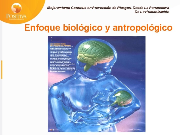 Mejoramiento Continuo en Prevención de Riesgos, Desde La Perspectiva De La Humanización Enfoque biológico