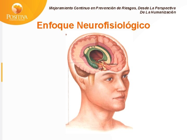 Mejoramiento Continuo en Prevención de Riesgos, Desde La Perspectiva De La Humanización Enfoque Neurofisiológico