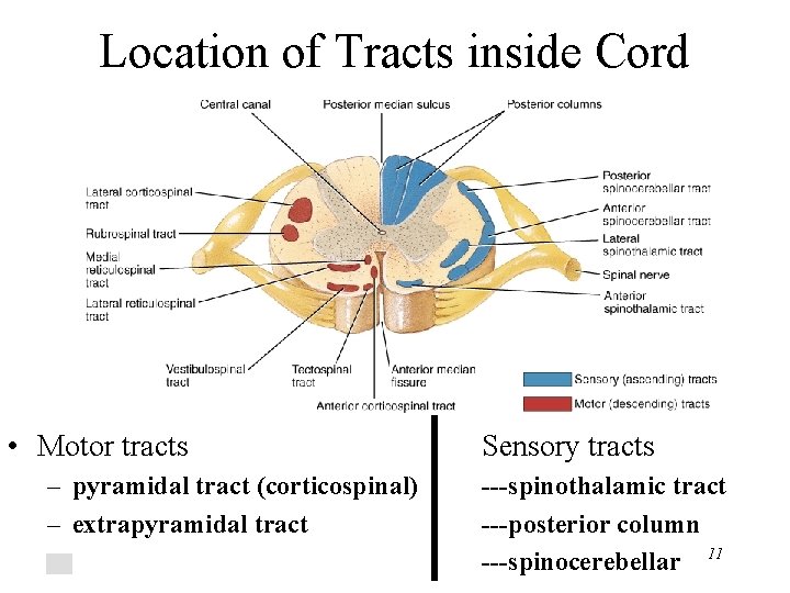 Location of Tracts inside Cord • Motor tracts – pyramidal tract (corticospinal) – extrapyramidal