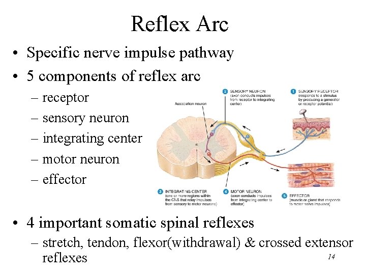 Reflex Arc • Specific nerve impulse pathway • 5 components of reflex arc –