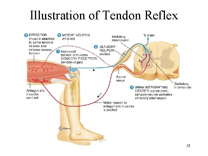 Illustration of Tendon Reflex 18 