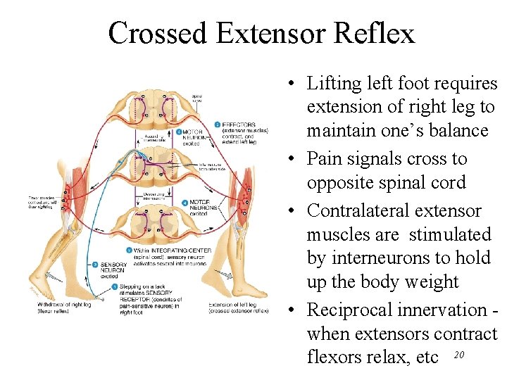 Crossed Extensor Reflex • Lifting left foot requires extension of right leg to maintain