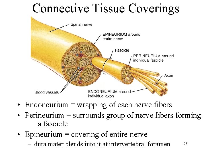 Connective Tissue Coverings • Endoneurium = wrapping of each nerve fibers • Perineurium =