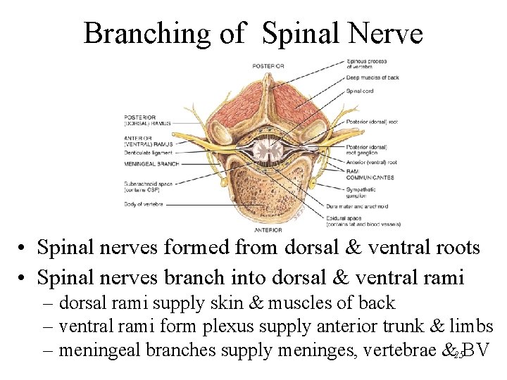 Branching of Spinal Nerve • Spinal nerves formed from dorsal & ventral roots •