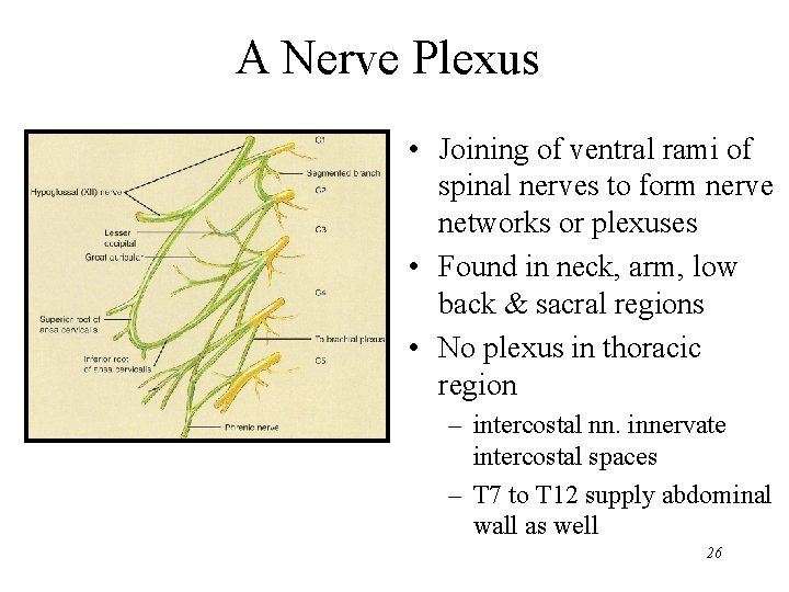 A Nerve Plexus • Joining of ventral rami of spinal nerves to form nerve