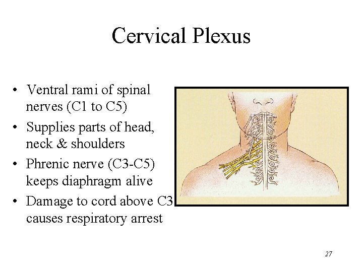 Cervical Plexus • Ventral rami of spinal nerves (C 1 to C 5) •
