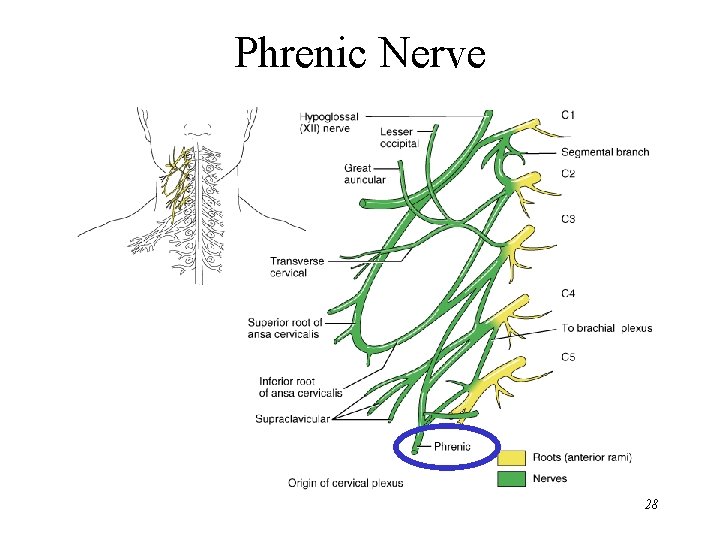 Phrenic Nerve 28 