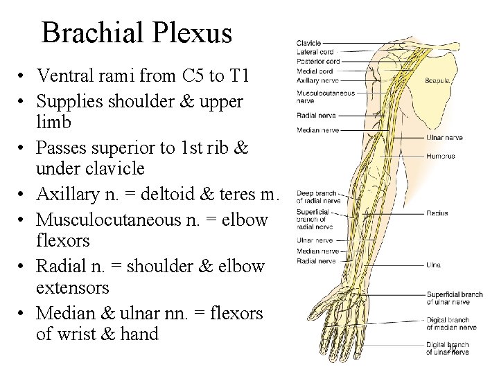 Brachial Plexus • Ventral rami from C 5 to T 1 • Supplies shoulder