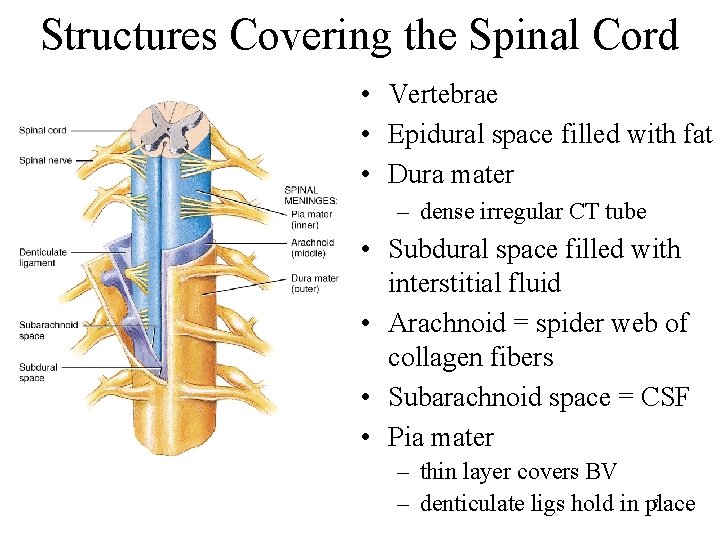 Structures Covering the Spinal Cord • Vertebrae • Epidural space filled with fat •