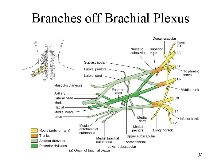Branches off Brachial Plexus 30 