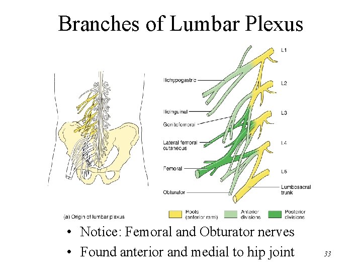 Branches of Lumbar Plexus • Notice: Femoral and Obturator nerves • Found anterior and