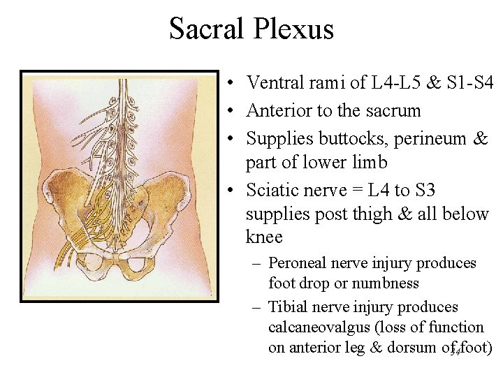Sacral Plexus • Ventral rami of L 4 -L 5 & S 1 -S