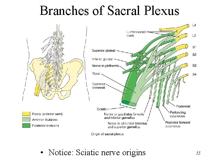 Branches of Sacral Plexus • Notice: Sciatic nerve origins 35 