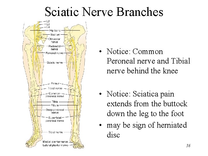 Sciatic Nerve Branches • Notice: Common Peroneal nerve and Tibial nerve behind the knee
