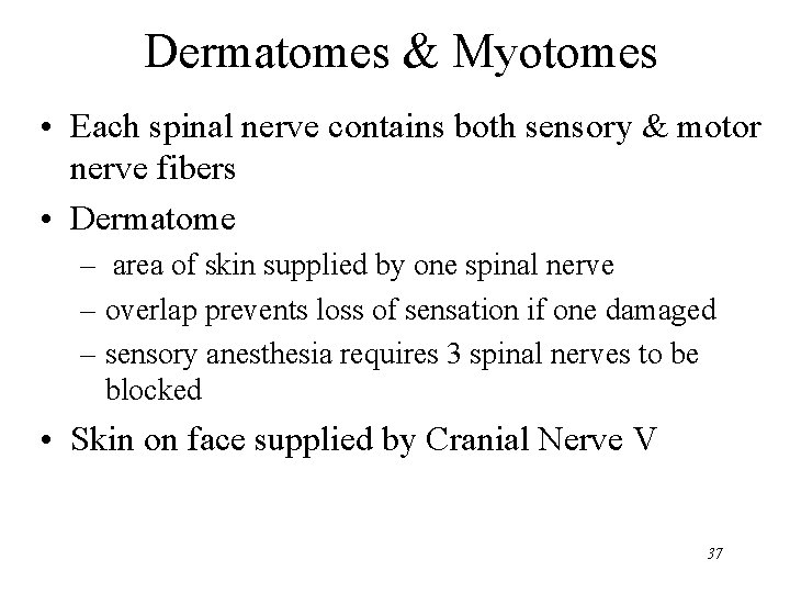 Dermatomes & Myotomes • Each spinal nerve contains both sensory & motor nerve fibers