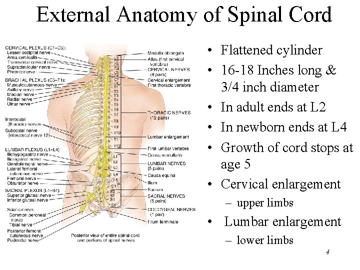 External Anatomy of Spinal Cord • Flattened cylinder • 16 -18 Inches long &