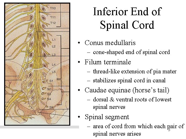 Inferior End of Spinal Cord • Conus medullaris – cone-shaped end of spinal cord