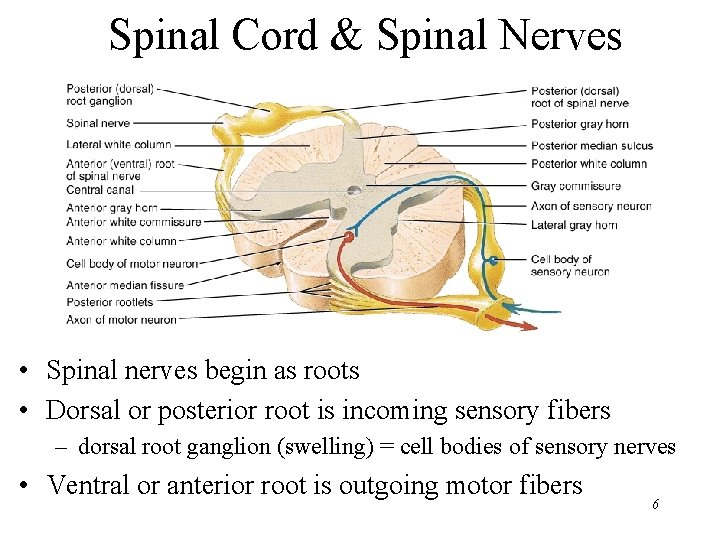 Spinal Cord & Spinal Nerves • Spinal nerves begin as roots • Dorsal or