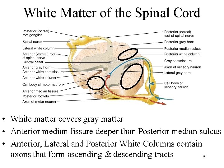 White Matter of the Spinal Cord • White matter covers gray matter • Anterior