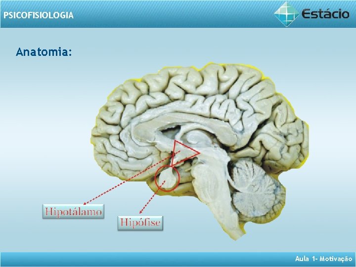 PSICOFISIOLOGIA Anatomia: Aula 1 - Motivação 