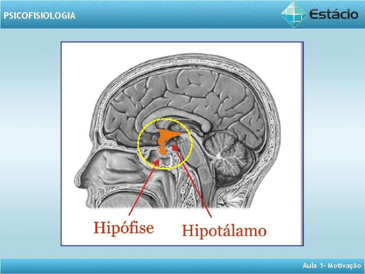 PSICOFISIOLOGIA Aula 1 - Motivação 