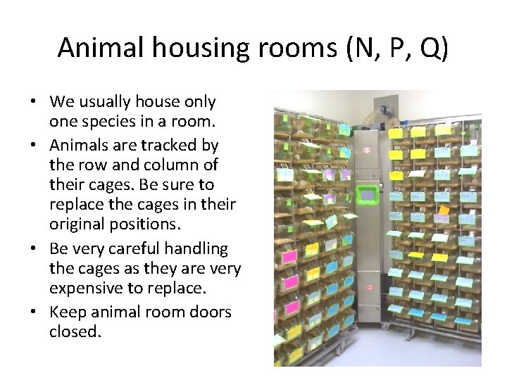 Animal housing rooms (N, P, Q) • We usually house only one species in