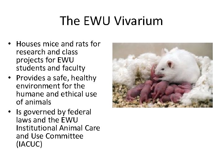 The EWU Vivarium • Houses mice and rats for research and class projects for