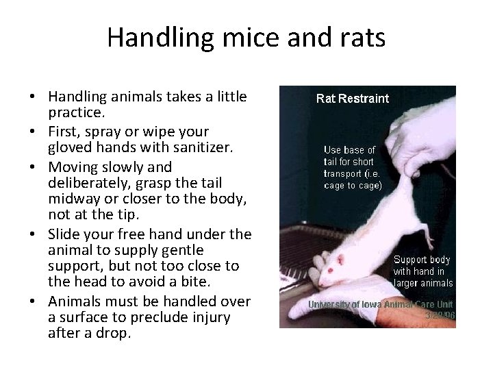 Handling mice and rats • Handling animals takes a little practice. • First, spray