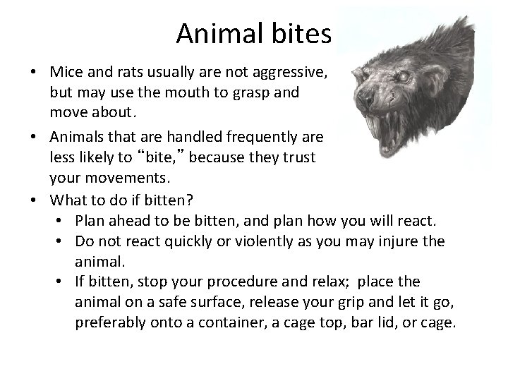 Animal bites • Mice and rats usually are not aggressive, but may use the