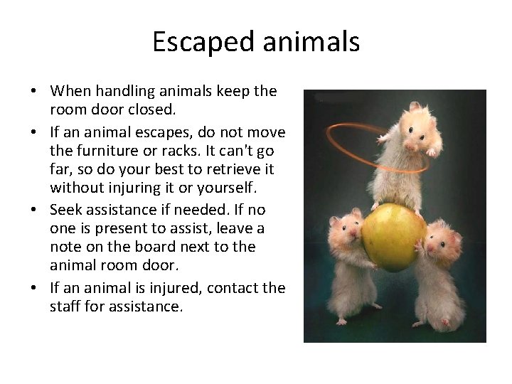 Escaped animals • When handling animals keep the room door closed. • If an