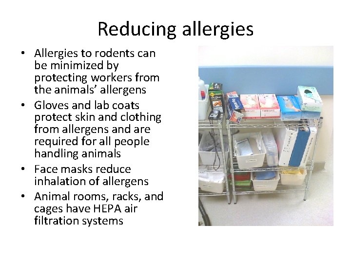 Reducing allergies • Allergies to rodents can be minimized by protecting workers from the