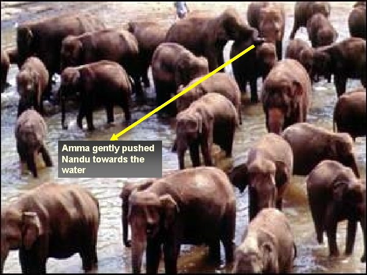 Amma gently pushed Nandu towards the water 