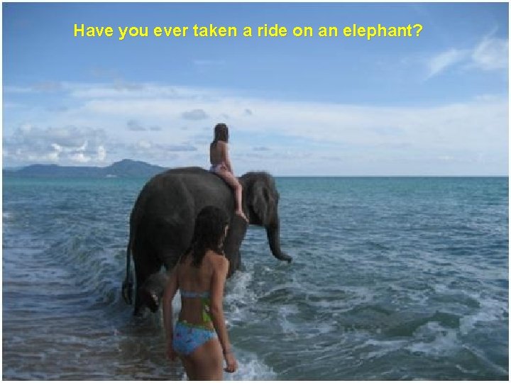 Have you ever taken a ride on an elephant? 