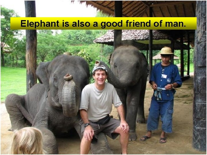 Elephant is also a good friend of man. 