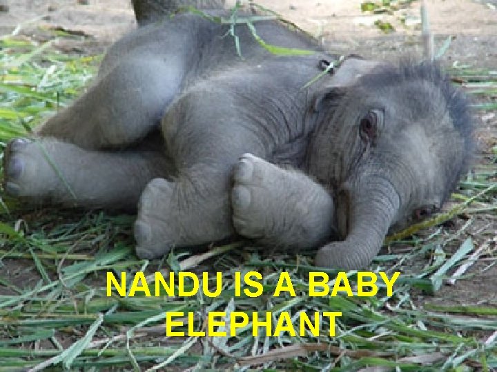 NANDU IS A BABY ELEPHANT 