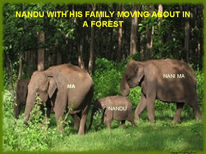 NANDU WITH HIS FAMILY MOVING ABOUT IN A FOREST NANI MA MA NANDU 