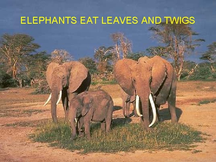 ELEPHANTS EAT LEAVES AND TWIGS 