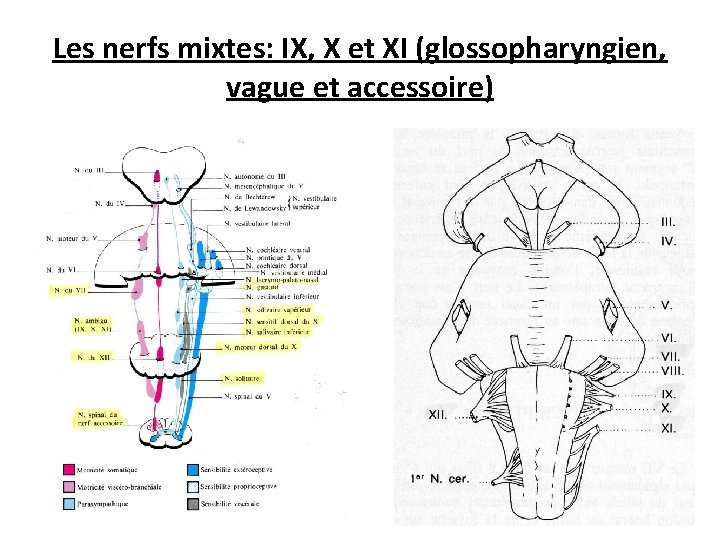 Les nerfs mixtes: IX, X et XI (glossopharyngien, vague et accessoire) 