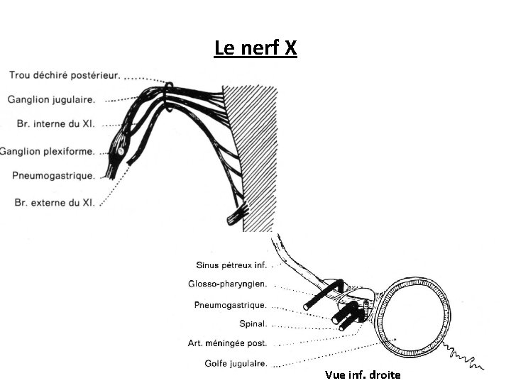 Le nerf X Vue inf. droite 