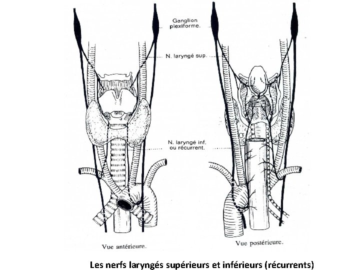 Les nerfs laryngés supérieurs et inférieurs (récurrents) 