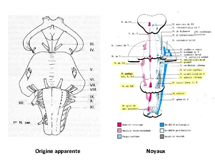 Origine apparente Noyaux 