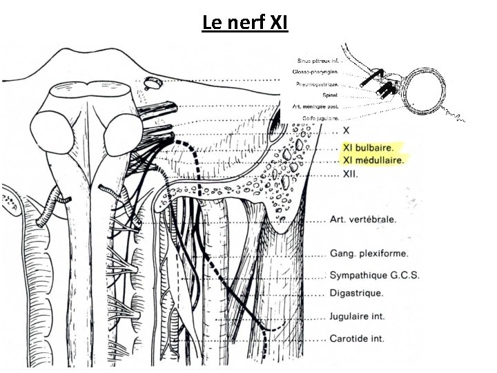 Le nerf XI 