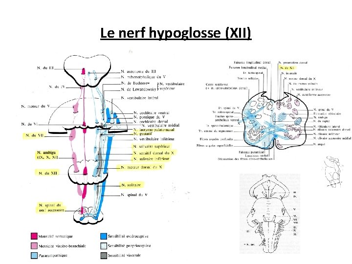 Le nerf hypoglosse (XII) 